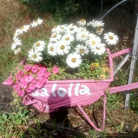 Salolla